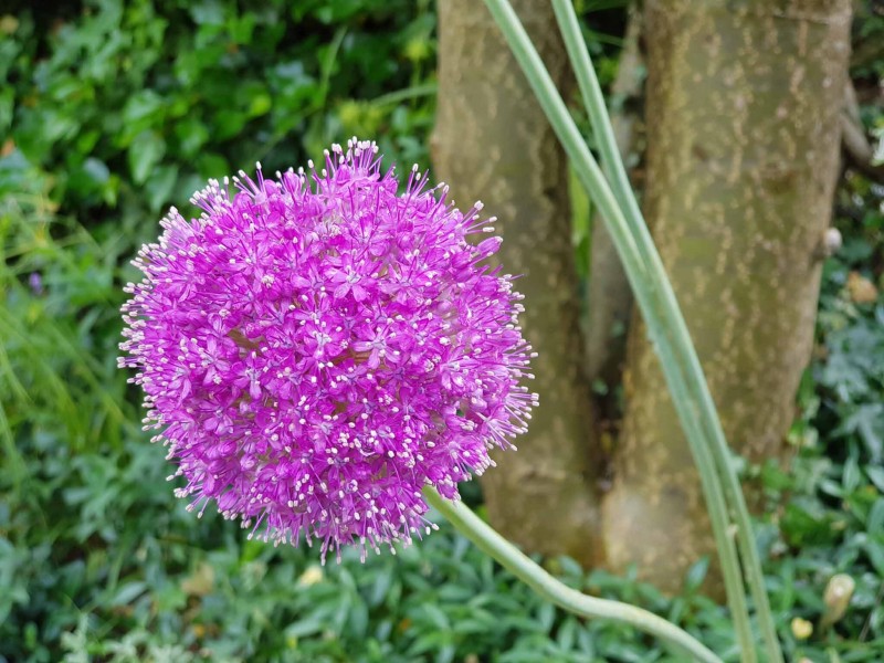 Stettler Gartenbau Winterthur