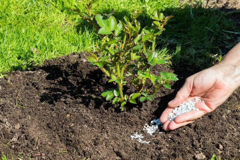 Stettler Gartenbau Winterthur Rosen düngen